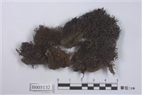 藏品(小角衣屬)的圖片